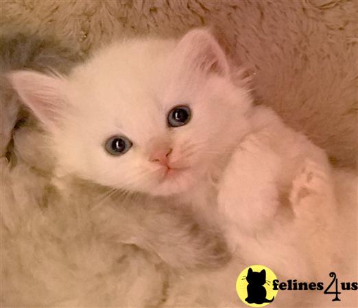 kelleb Picture 3
